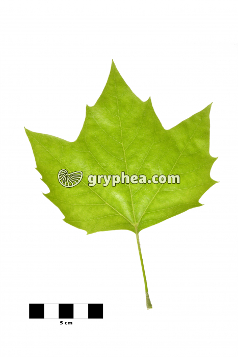 Platane - feuille sur fond blanc (Platunus acerifolia) - gryphea.org